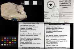 Foto (Objket + Etiketten) von Aulavescus tectus (Robins, Feldmann & Schweitzer, 2013)